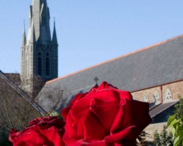 a_spire_and_red_rose